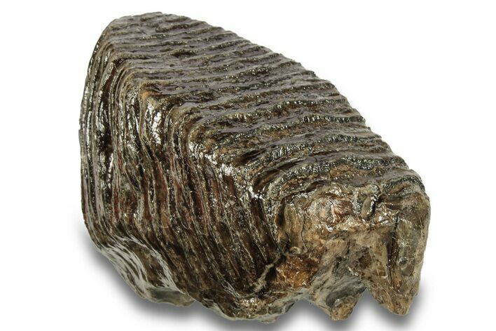 Fossil Woolly Mammoth Molar - Siberia #260003